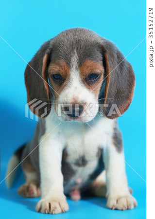 2 month pure breed beagle Puppy 2 month pure breed beagle Puppy 35152719