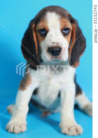 2 month pure breed beagle Puppy 2 month pure breed beagle Puppy 35152743