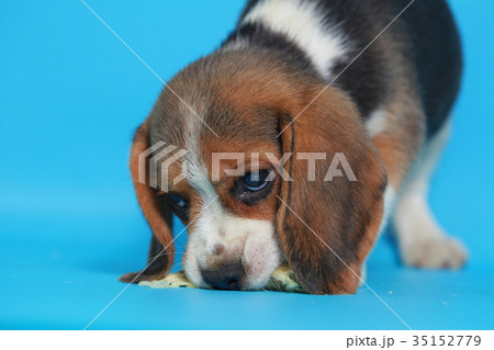 2 month pure breed beagle Puppy 2 month pure breed beagle Puppy 35152779