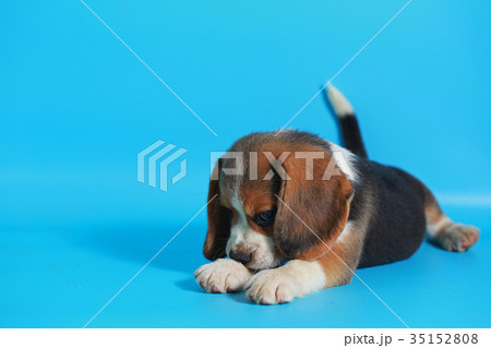 2 month pure breed beagle Puppy  35152808