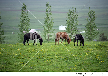 馬 午 牧草地 35153030