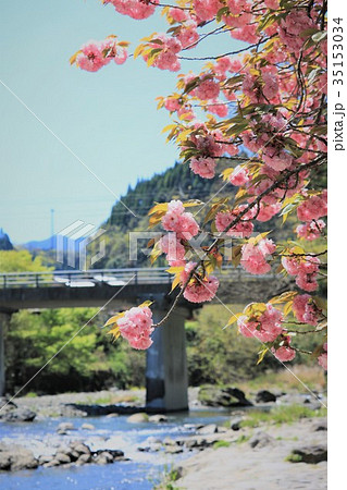 陽射しをあびて可憐に咲く川沿いの八重桜 陽射しをあびて可憐に咲く川沿いの八重桜 35153034