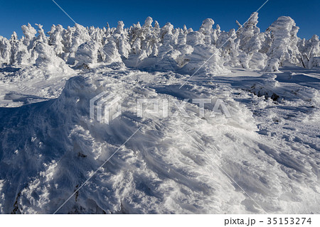 エビの尻尾 35153274