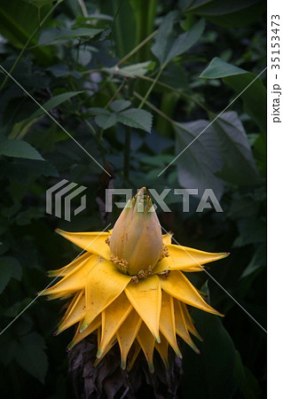 芭蕉の花 芭蕉の花 35153473