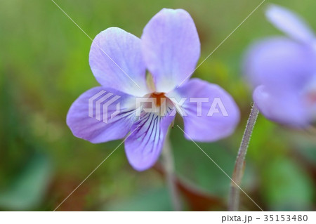 スミレ 青 花の写真素材
