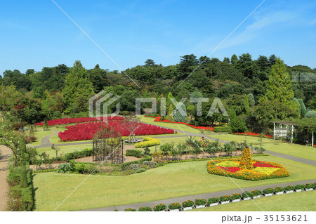 清水公園 花ファンタジアのフロントガーデンとコキアの紅葉 10月 千葉県野田市の写真素材