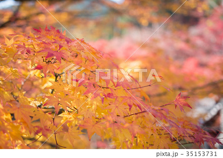 善峯寺の紅葉 善峯寺の紅葉 35153731