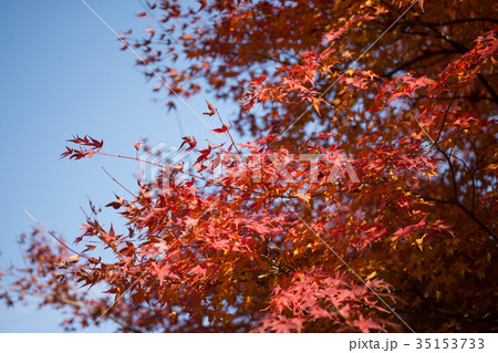 善峯寺の紅葉 善峯寺の紅葉 35153733