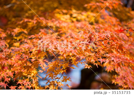 善峯寺の紅葉 35153735