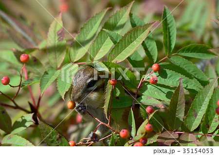 ナナカマドの実を食べるシマリス 35154053