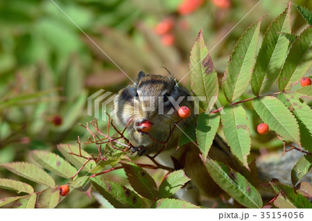 ナナカマドの実を食べるシマリスの写真素材