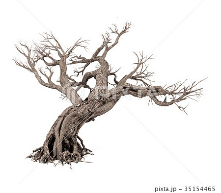 Dead tree isolated on white background 35154465