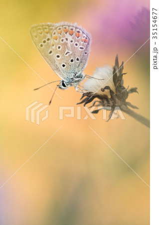 Beautiful nature scene with butterfly Common blue Beautiful nature scene with butterfly Common blue 35154677