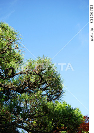 青空に映えるクロマツ 青空に映えるクロマツ 35156783