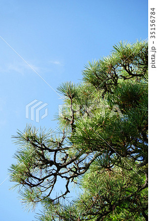 青空に映えるクロマツ 青空に映えるクロマツ 35156784