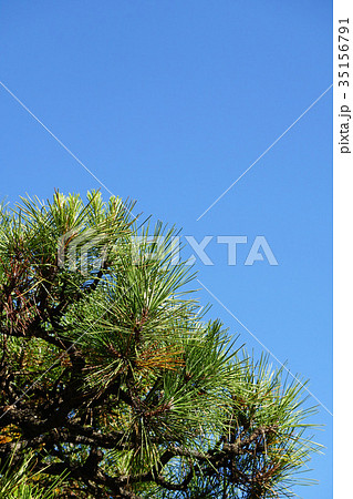 青空に映えるクロマツ 35156791