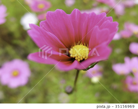 淡紅の秋桜 淡紅の秋桜 35156969