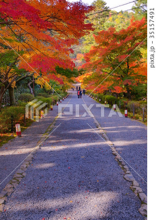 Nison'in Temple Autumn leaves Racecourse 35157491