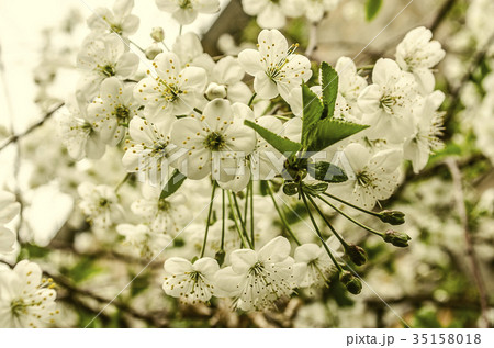 Clusters of tender white flowers of cherry 35158018