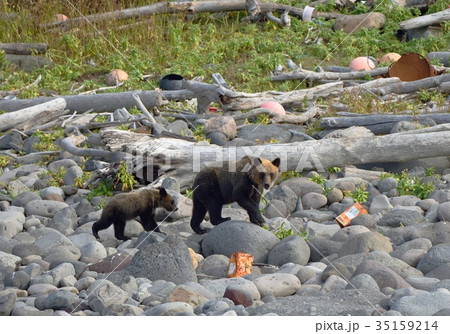 海岸を歩くヒグマの親子 35159214