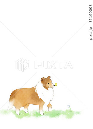 シェルティの年賀状 賀詞 添え書き無しのイラスト素材