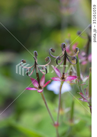 ミコシグサ　ゲンノショウコ 35161059