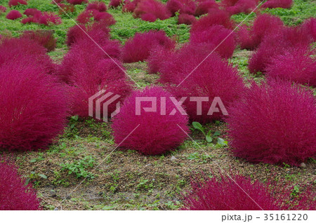 紅葉したコキア 35161220