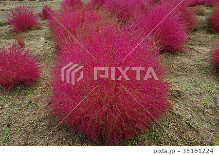 紅葉したコキア 紅葉したコキア 35161224