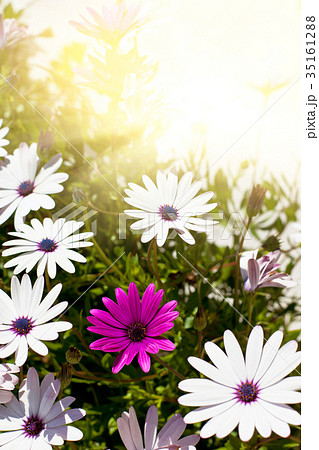 Osteospermum flowers at Sunny Day Osteospermum flowers at Sunny Day 35161288