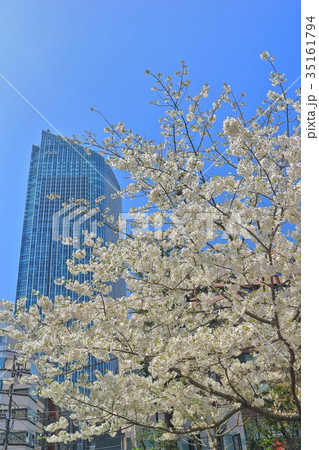 虎の門ヒルズタワーと満開の桜 35161794