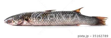 raw fish bearing 35162789