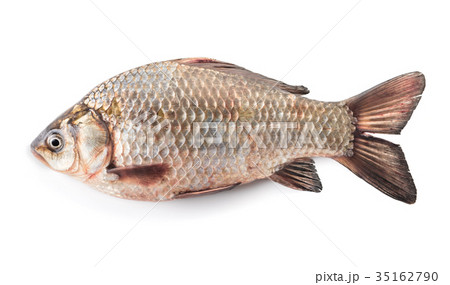 raw fish crucian 35162790