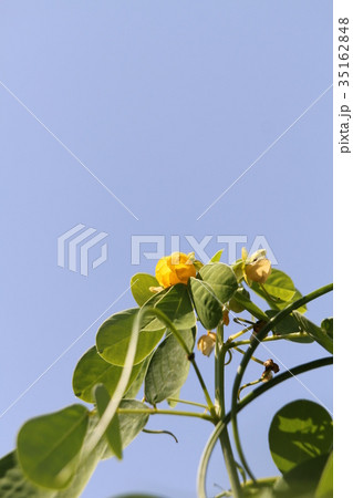 エビスグサ エビスグサ 35162848