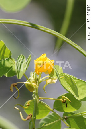 エビスグサ エビスグサ 35162850