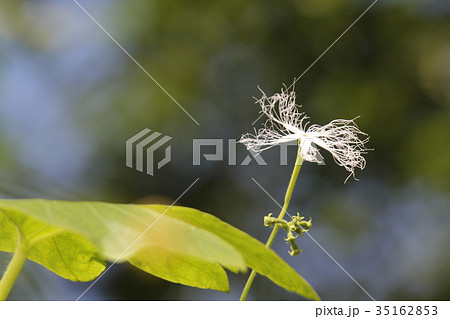 ヘビウリの花 ヘビウリの花 35162853