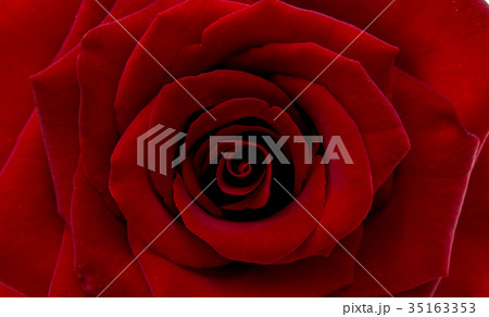 red rose isolated red rose isolated 35163353