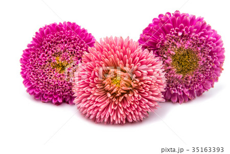 Pink aster isolated Pink aster isolated 35163393