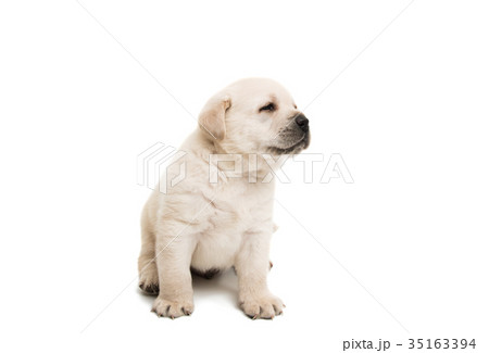 Puppy labrador isolated Puppy labrador isolated 35163394
