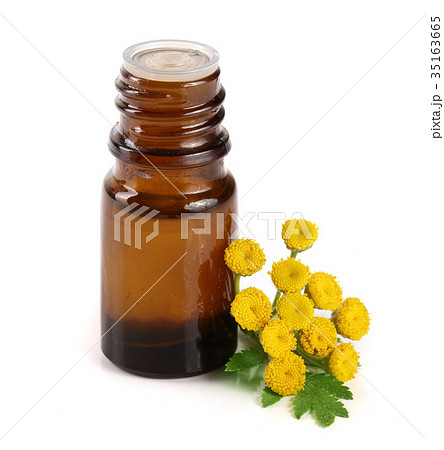 essential tansy oil with flowers and leaf isolated 35163665