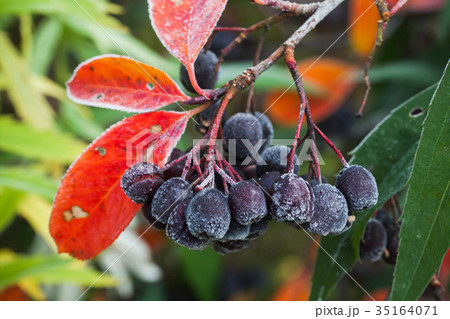 Chokeberry fruits covered with hoarfrost Chokeberry fruits covered with hoarfrost 35164071