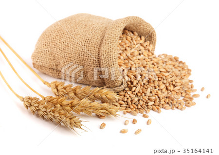 wheat spike and wheat grain in burlap bag isolated wheat spike and wheat grain in burlap bag isolated 35164141