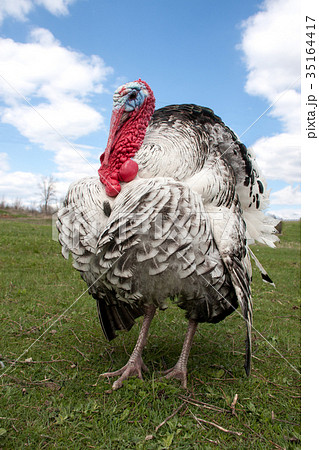 turkey male or gobbler closeup on the blue sky 35164417