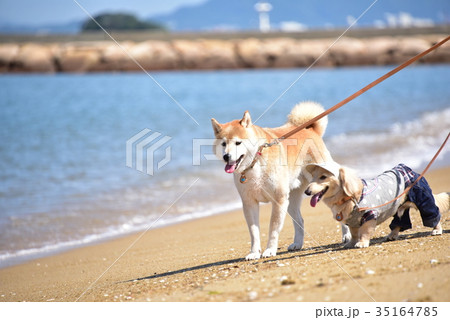 犬と海 35164785