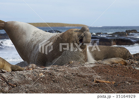Male Southern Elephant Seal on manoeuvres 35164929