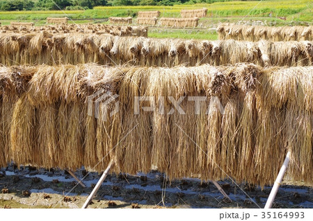 掛け干し米 掛け干し米 35164993