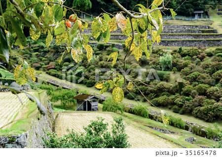 棚田の柿 棚田の柿 35165478