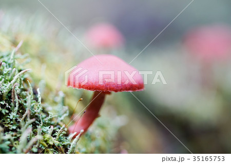 富士山樹海・茶色のキノコ 35165753