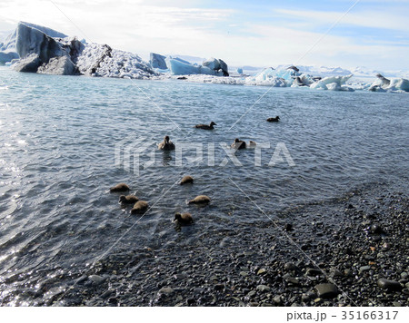 Iceland Jokulsarlon Glacier Lagoon the ducks 2017 35166317