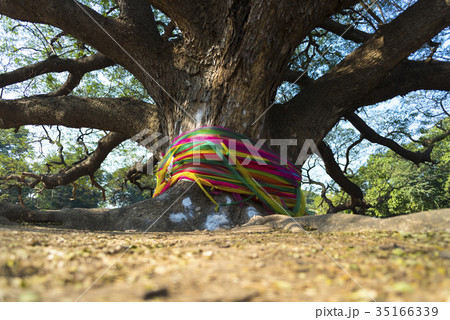 The tree with the largest shade in Thailand The tree with the largest shade in Thailand 35166339