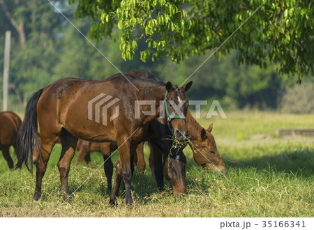 Group of three young horses on the pasture 35166341